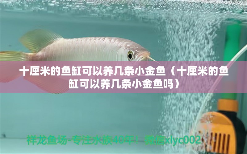 十厘米的魚(yú)缸可以養(yǎng)幾條小金魚(yú)（十厘米的魚(yú)缸可以養(yǎng)幾條小金魚(yú)嗎）