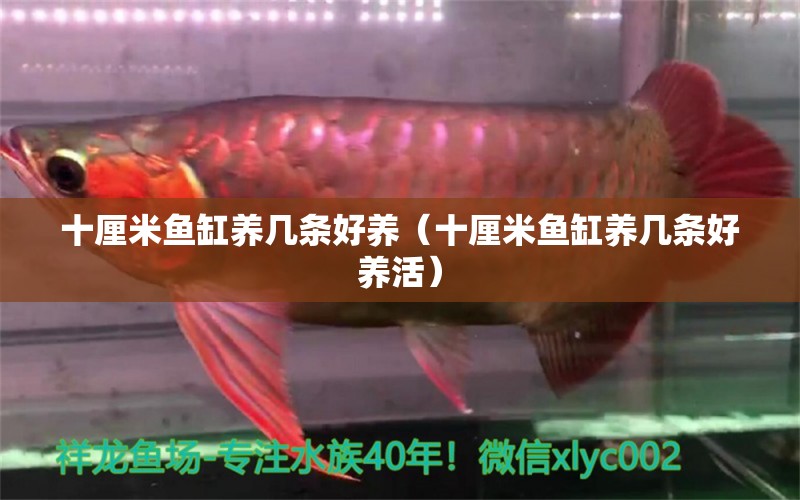 十厘米魚缸養(yǎng)幾條好養(yǎng)（十厘米魚缸養(yǎng)幾條好養(yǎng)活）