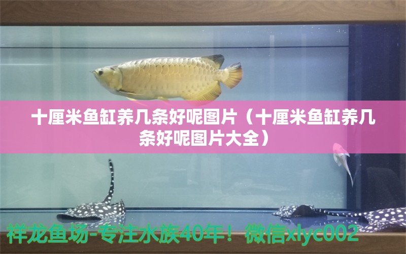 十厘米魚缸養(yǎng)幾條好呢圖片（十厘米魚缸養(yǎng)幾條好呢圖片大全）