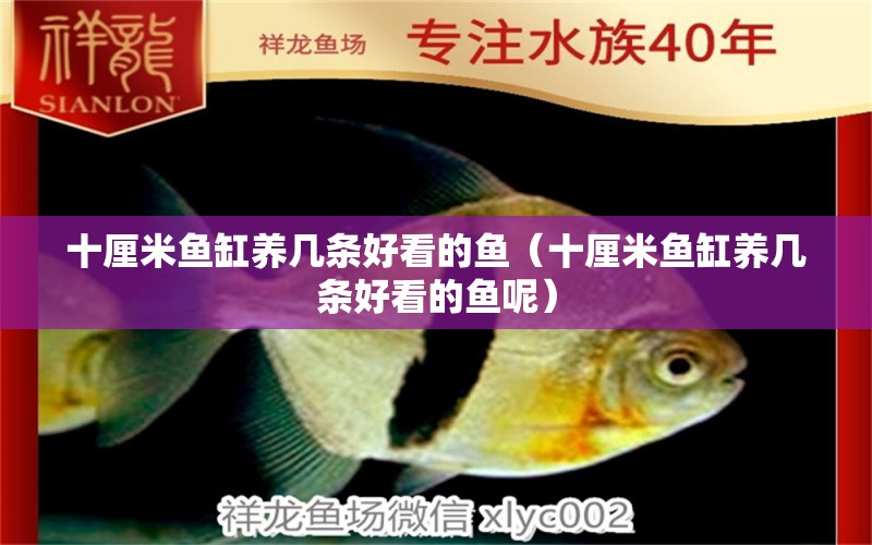 十厘米魚缸養(yǎng)幾條好看的魚（十厘米魚缸養(yǎng)幾條好看的魚呢）