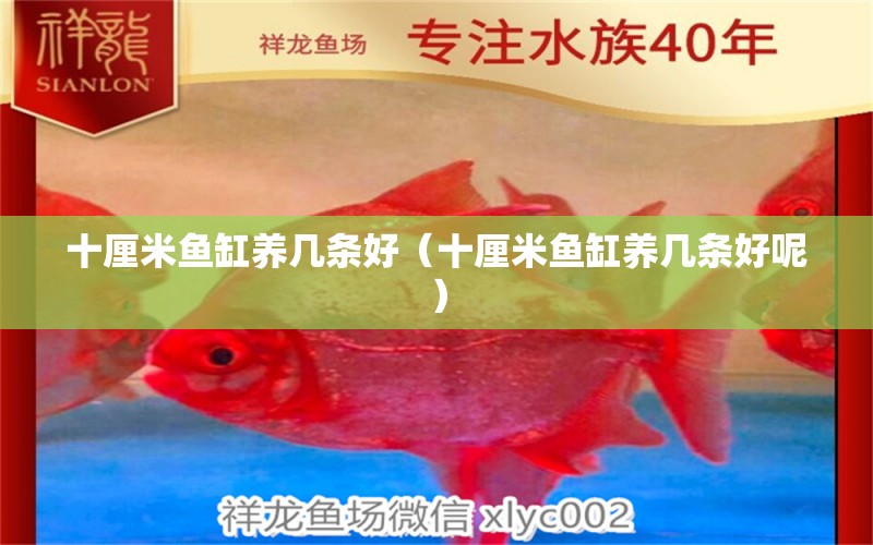 十厘米魚缸養(yǎng)幾條好（十厘米魚缸養(yǎng)幾條好呢）