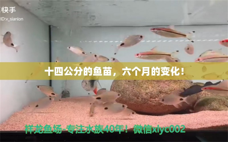 十四公分的魚(yú)苗，六個(gè)月的變化！ 觀賞魚(yú)論壇 第3張