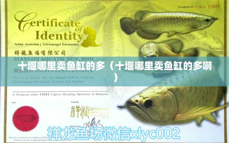 十堰哪里賣魚缸的多（十堰哪里賣魚缸的多?。?其他品牌魚缸