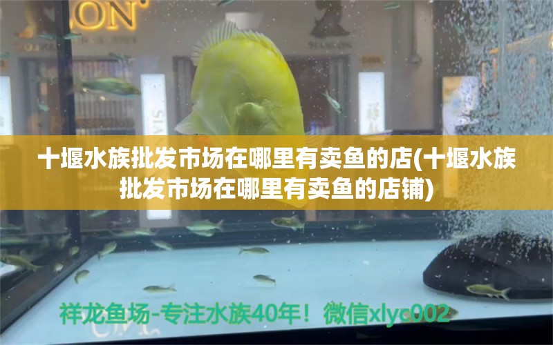 十堰水族批發(fā)市場(chǎng)在哪里有賣(mài)魚(yú)的店(十堰水族批發(fā)市場(chǎng)在哪里有賣(mài)魚(yú)的店鋪) 觀(guān)賞魚(yú)水族批發(fā)市場(chǎng)