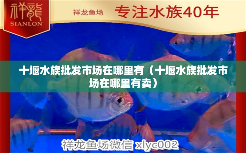 十堰水族批發(fā)市場在哪里有（十堰水族批發(fā)市場在哪里有賣）