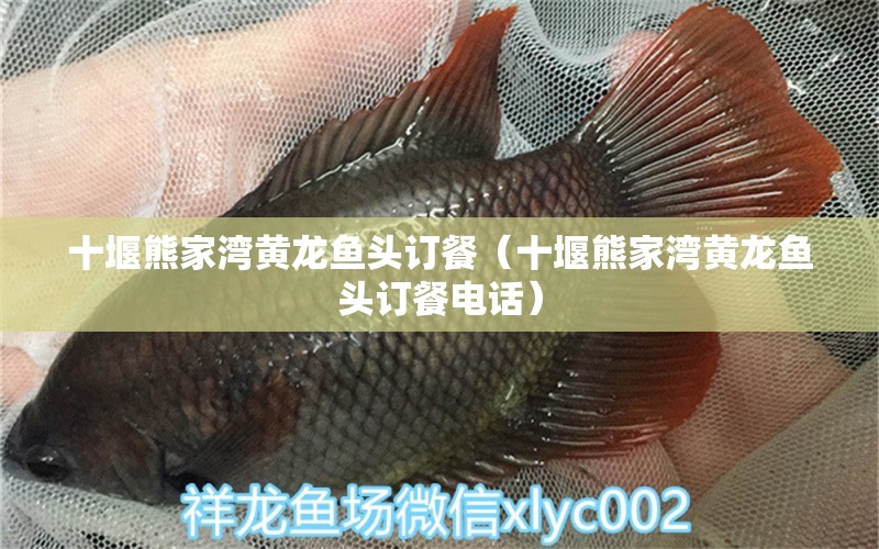 十堰熊家灣黃龍魚頭訂餐（十堰熊家灣黃龍魚頭訂餐電話）