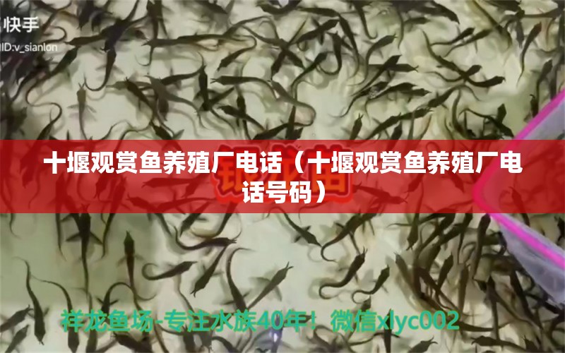 十堰觀賞魚養(yǎng)殖廠電話（十堰觀賞魚養(yǎng)殖廠電話號(hào)碼） 水族世界