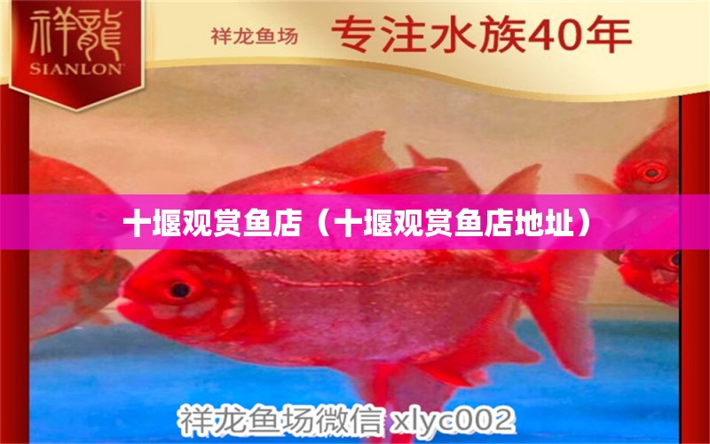 十堰觀賞魚店（十堰觀賞魚店地址） 觀賞魚市場