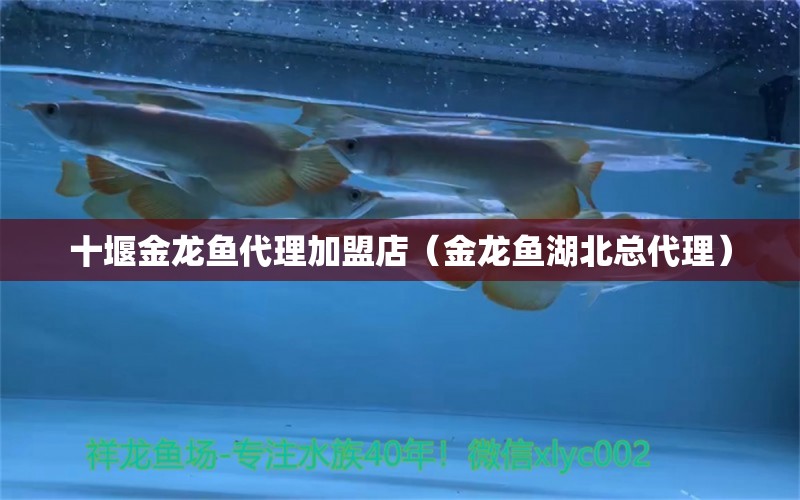 十堰金龍魚(yú)代理加盟店（金龍魚(yú)湖北總代理）