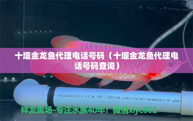 十堰金龍魚代理電話號(hào)碼（十堰金龍魚代理電話號(hào)碼查詢）