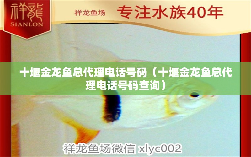 十堰金龍魚(yú)總代理電話號(hào)碼（十堰金龍魚(yú)總代理電話號(hào)碼查詢）