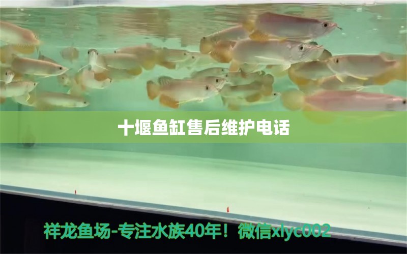 十堰魚缸售后維護電話