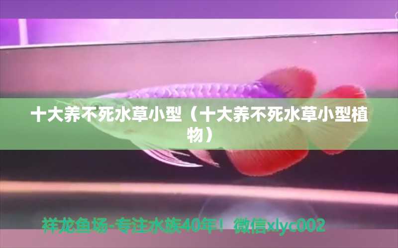 十大養(yǎng)不死水草小型（十大養(yǎng)不死水草小型植物）