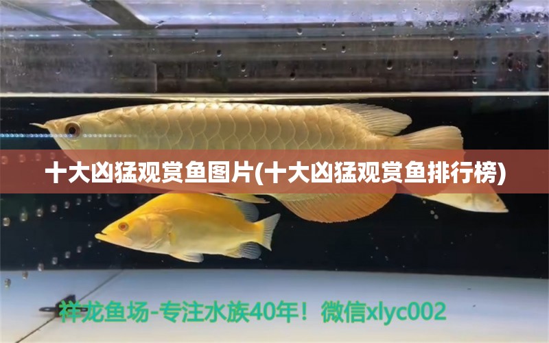 十大兇猛觀賞魚圖片(十大兇猛觀賞魚排行榜) 觀賞魚市場 第2張