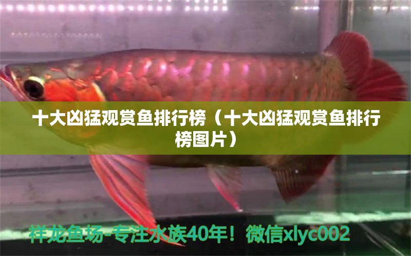 十大兇猛觀賞魚排行榜（十大兇猛觀賞魚排行榜圖片） 伊巴卡魚