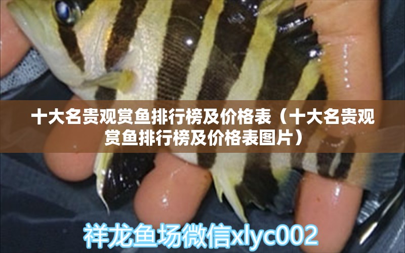 十大名貴觀賞魚排行榜及價格表（十大名貴觀賞魚排行榜及價格表圖片） 祥龍水族醫(yī)院