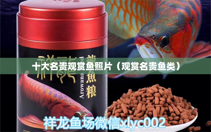 十大名貴觀賞魚(yú)照片（觀賞名貴魚(yú)類） 廣州觀賞魚(yú)批發(fā)市場(chǎng)