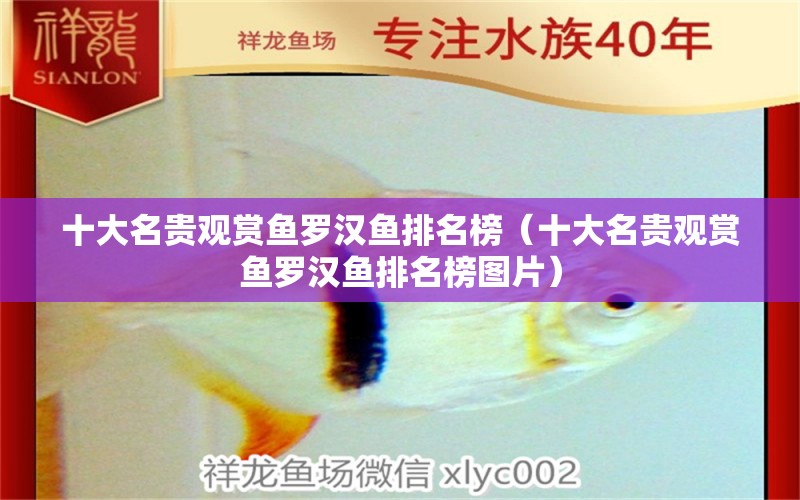 十大名貴觀賞魚羅漢魚排名榜（十大名貴觀賞魚羅漢魚排名榜圖片） 羅漢魚