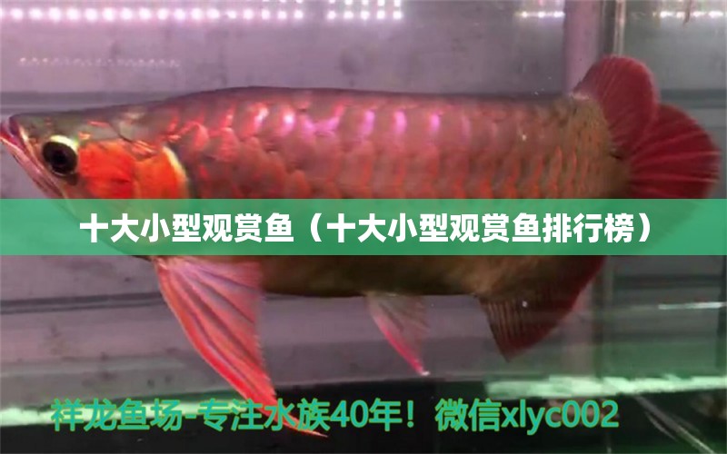 十大小型觀賞魚（十大小型觀賞魚排行榜） 小型觀賞魚