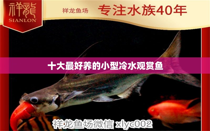 十大最好養(yǎng)的小型冷水觀賞魚 養(yǎng)魚知識