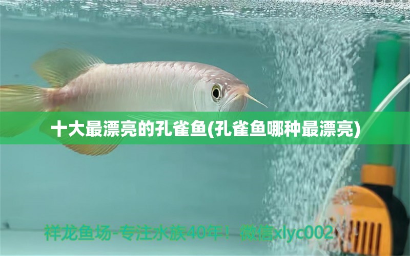 十大最漂亮的孔雀魚(孔雀魚哪種最漂亮) 三間鼠魚苗