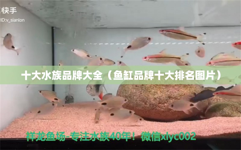 十大水族品牌大全（魚缸品牌十大排名圖片） 水族品牌