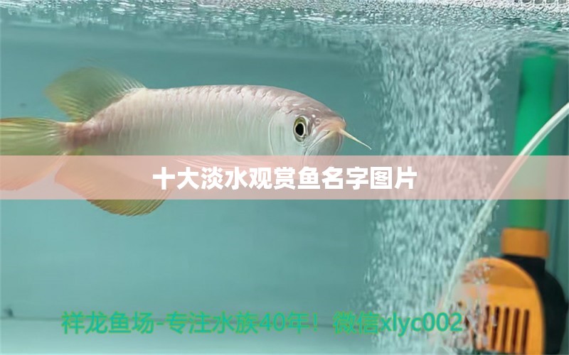 十大淡水觀賞魚名字圖片