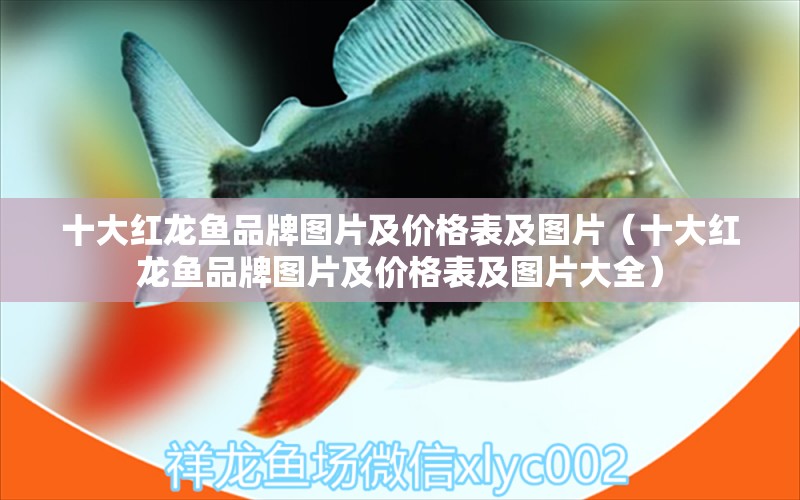 十大紅龍魚品牌圖片及價格表及圖片（十大紅龍魚品牌圖片及價格表及圖片大全） 廣州龍魚批發(fā)市場