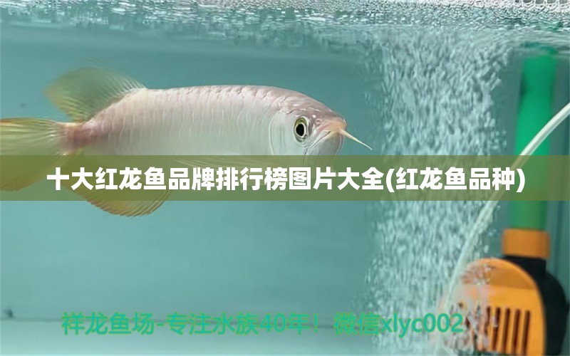 十大紅龍魚品牌排行榜圖片大全(紅龍魚品種) 魚缸風水 第2張