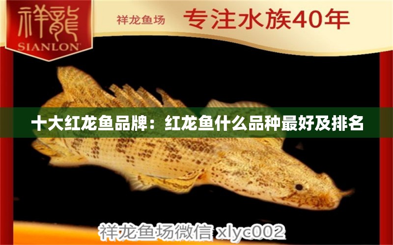 十大紅龍魚品牌：紅龍魚什么品種最好及排名