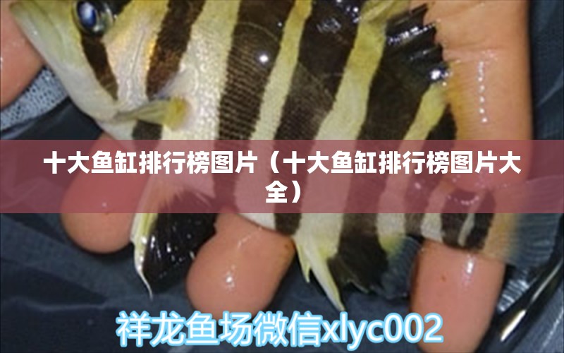 十大魚缸排行榜圖片（十大魚缸排行榜圖片大全）