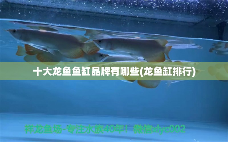 十大龍魚魚缸品牌有哪些(龍魚缸排行) 魚缸水泵