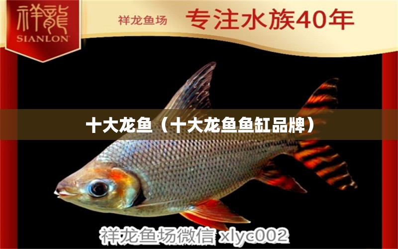 十大龍魚（十大龍魚魚缸品牌）