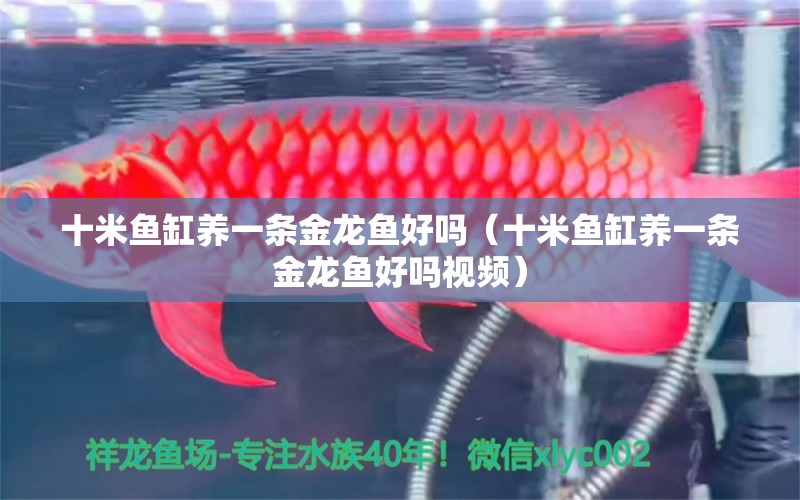 十米魚缸養(yǎng)一條金龍魚好嗎（十米魚缸養(yǎng)一條金龍魚好嗎視頻）