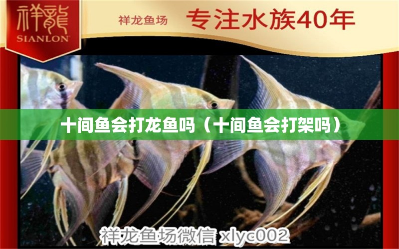 十間魚會(huì)打龍魚嗎（十間魚會(huì)打架嗎）