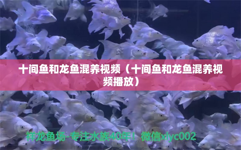 十間魚和龍魚混養(yǎng)視頻（十間魚和龍魚混養(yǎng)視頻播放）