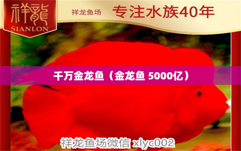 千萬金龍魚（金龍魚 5000億） 元寶鯽