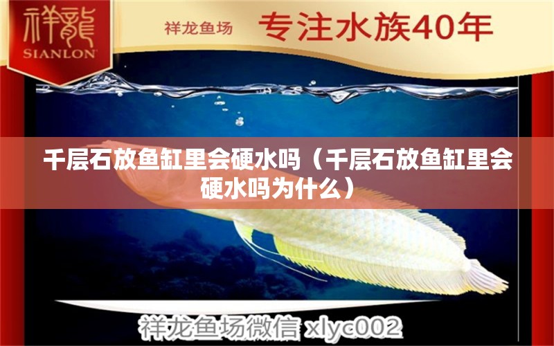 千層石放魚(yú)缸里會(huì)硬水嗎（千層石放魚(yú)缸里會(huì)硬水嗎為什么）