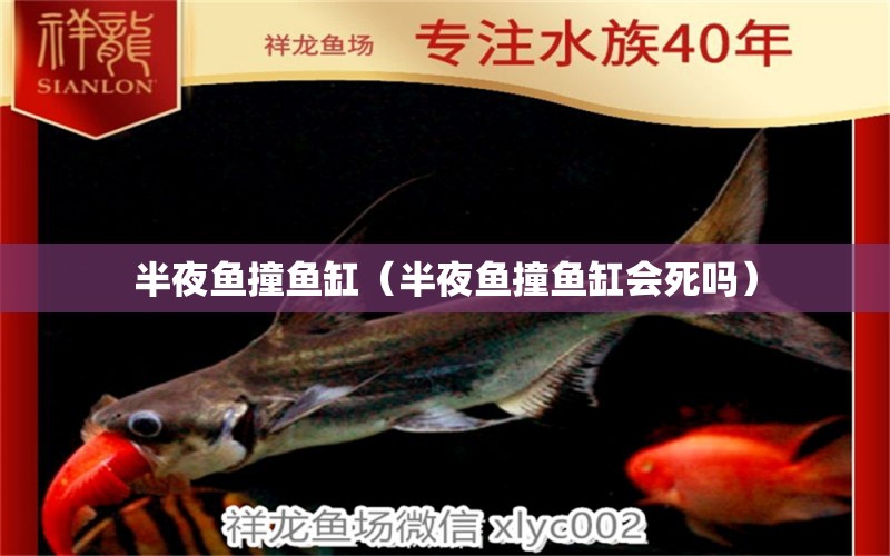 半夜魚撞魚缸（半夜魚撞魚缸會死嗎）