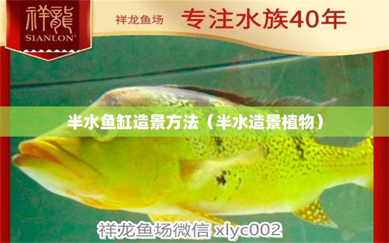 半水魚缸造景方法（半水造景植物） 紅魔王銀版魚