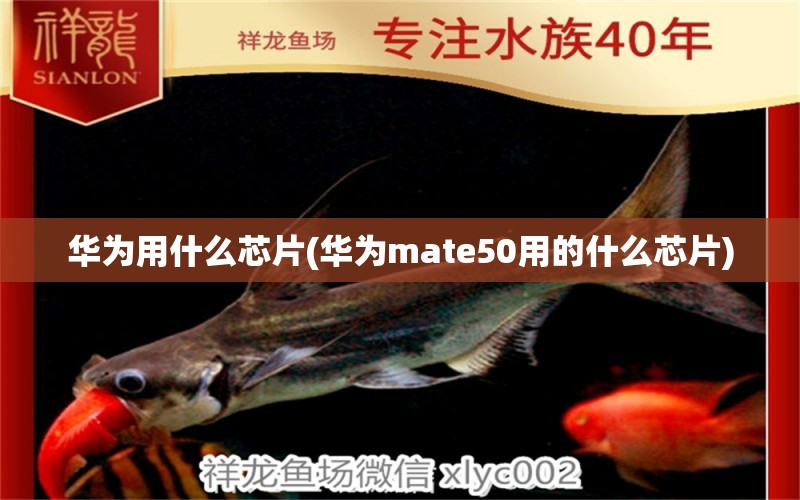 華為用什么芯片(華為mate50用的什么芯片) 撒旦鴨嘴魚(yú)