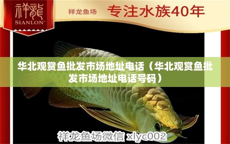 華北觀賞魚(yú)批發(fā)市場(chǎng)地址電話（華北觀賞魚(yú)批發(fā)市場(chǎng)地址電話號(hào)碼）