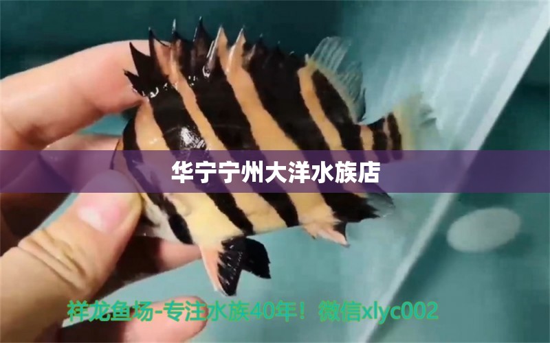 華寧寧州大洋水族店