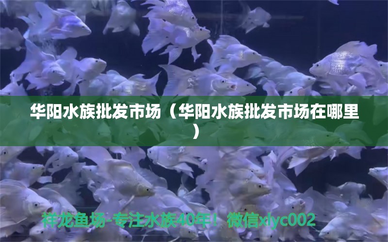 華陽水族批發(fā)市場（華陽水族批發(fā)市場在哪里）