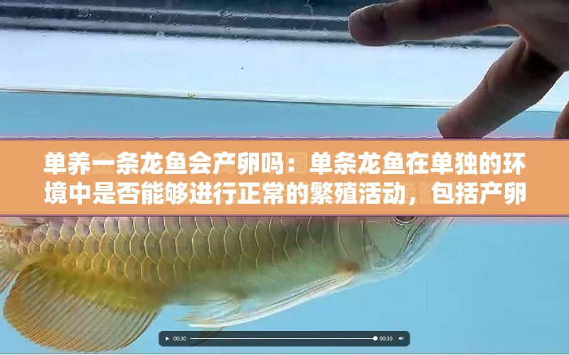 單養(yǎng)一條龍魚會產(chǎn)卵嗎：單條龍魚在單獨的環(huán)境中是否能夠進(jìn)行正常的繁殖活動，包括產(chǎn)卵和孵化？ 水族問答 第1張