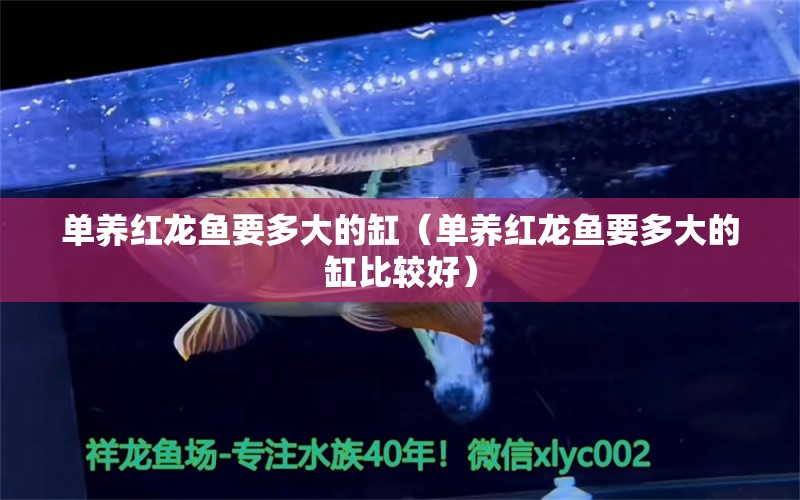 單養(yǎng)紅龍魚(yú)要多大的缸（單養(yǎng)紅龍魚(yú)要多大的缸比較好）