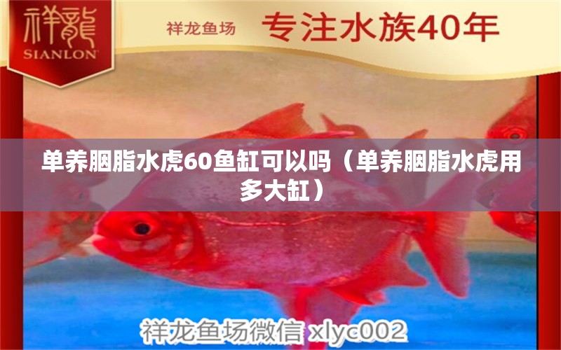 單養(yǎng)胭脂水虎60魚(yú)缸可以嗎（單養(yǎng)胭脂水虎用多大缸）