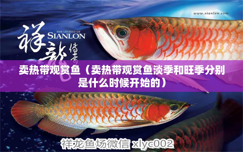 賣熱帶觀賞魚（賣熱帶觀賞魚淡季和旺季分別是什么時候開始的） 賽級紅龍魚