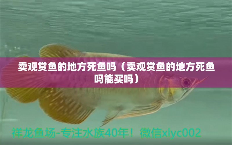 賣觀賞魚的地方死魚嗎（賣觀賞魚的地方死魚嗎能買嗎）