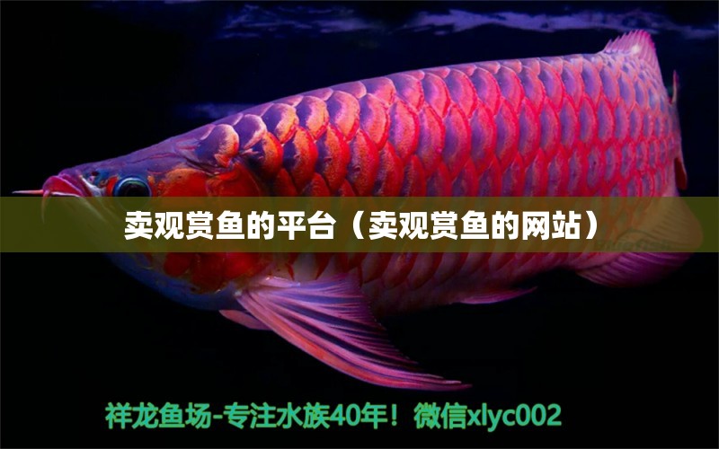 賣觀賞魚的平臺（賣觀賞魚的網(wǎng)站） 電鰻